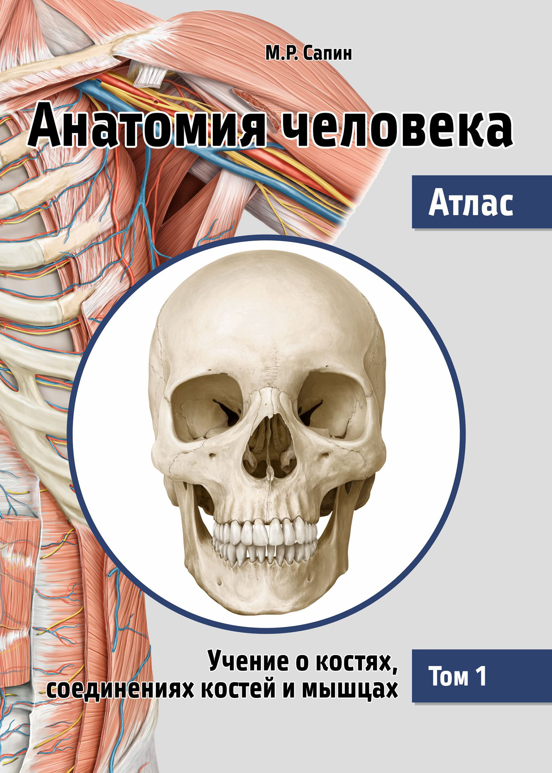 Анатомия человека. Атлас. Том 1. Учение о костях, соединениях костей и  мышцах, М. Р. Сапин – скачать pdf на ЛитРес