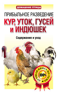 Разведение куриц - содержание и выращивание домашних курей