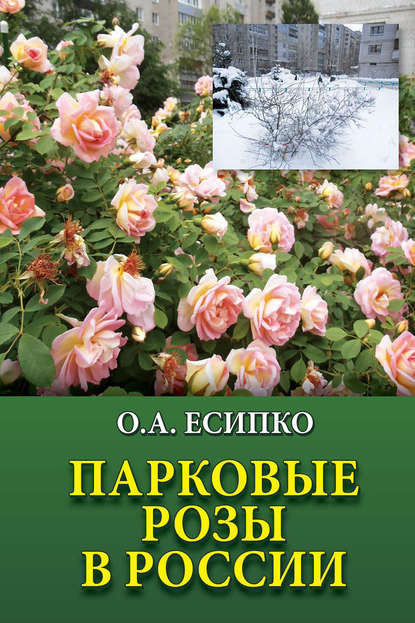 Олег Есипко — Парковые розы в России