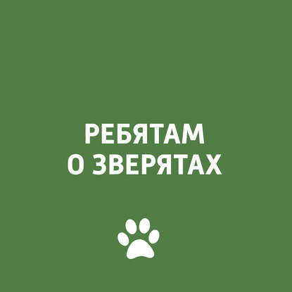 

Конвергенция у животных