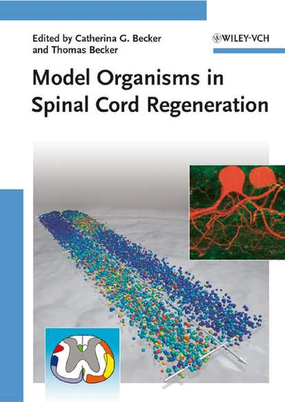 Model Organisms in Spinal Cord Regeneration (Thomas  Becker). 