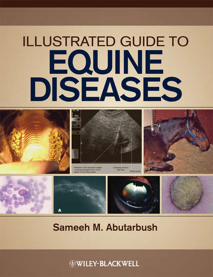 Группа авторов - Illustrated Guide to Equine Diseases