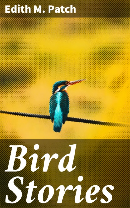 

Bird Stories