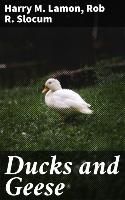 

Ducks and Geese