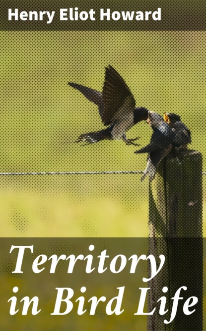 

Territory in Bird Life