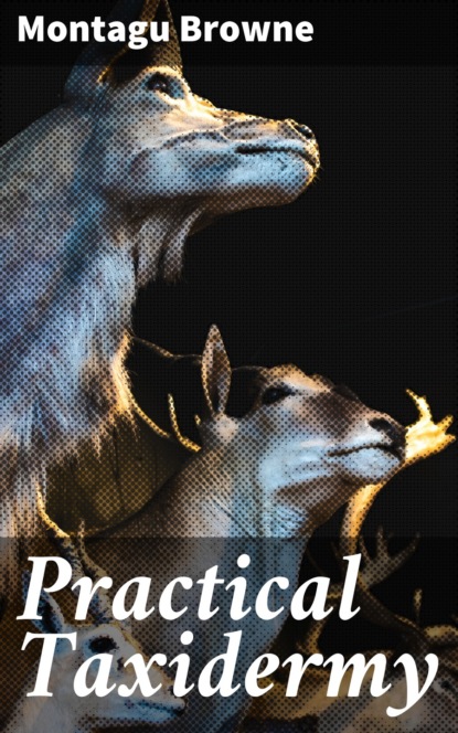 

Practical Taxidermy