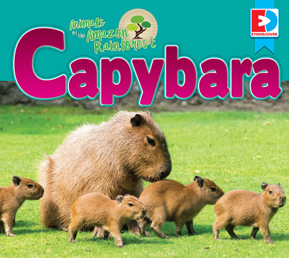 

Animals of the Amazon Rainforest: Capybara