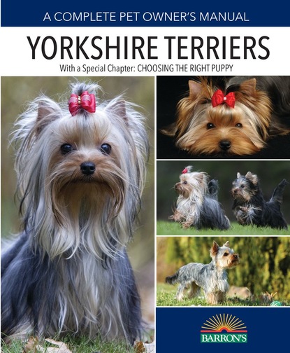 Sharon Lynn Vanderlip - Yorkshire Terriers