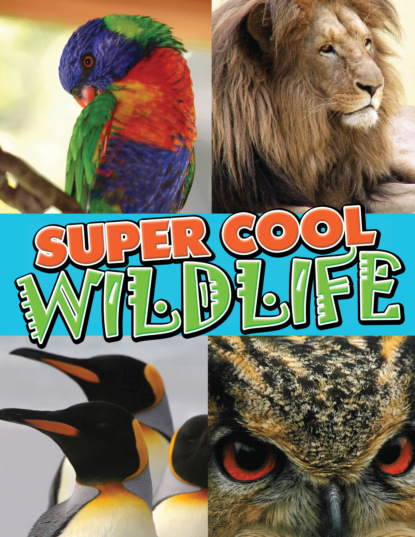 

Super Cool Wildlife