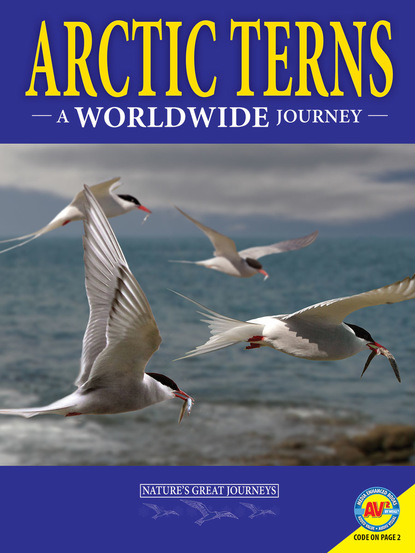 

Arctic Terns: A Worldwide Journey