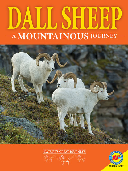 

Dall Sheep: A Mountainous Journey