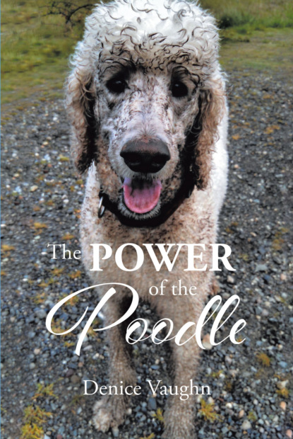 

The Power of the Poodle