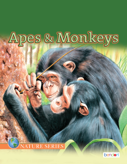 Apes and Monkeys