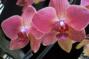 Орхидеи: от банального подарка до настоящей любви и коллекционирования