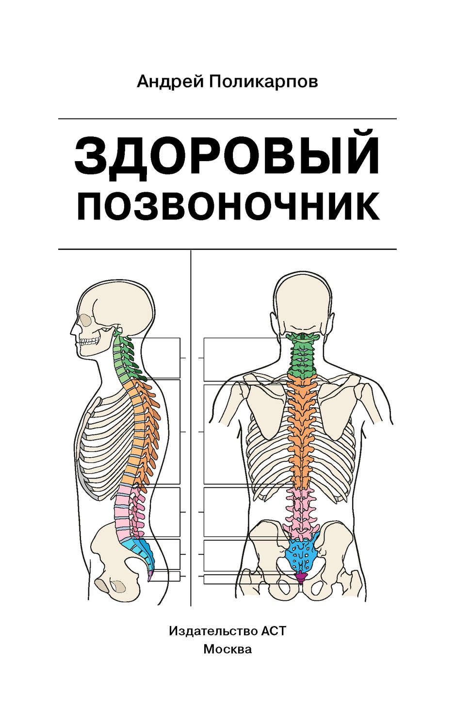 Позвоночник Человека Фото С Описанием